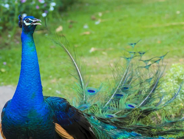 Beautiful peacock and his feathers — Stock Photo, Image