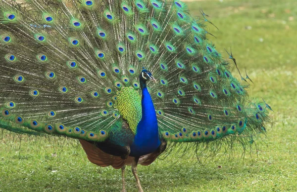 Hermoso pavo real y sus plumas —  Fotos de Stock