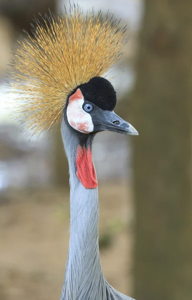 Grúa coronada gris —  Fotos de Stock