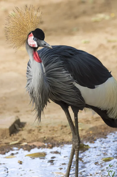 Grå krönt crane — Stockfoto