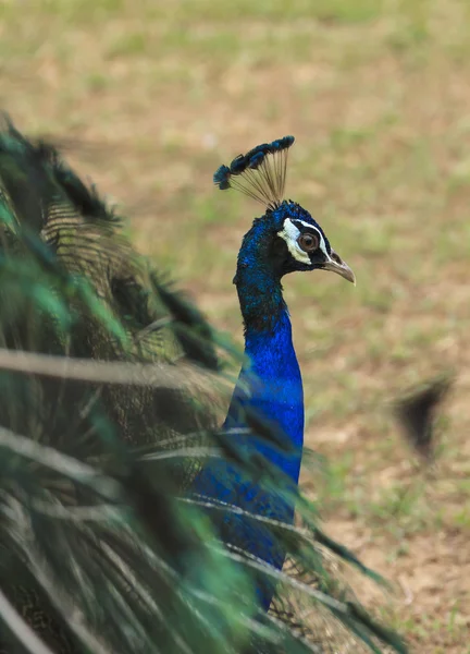 Mooie peacock en zijn veren — Stockfoto