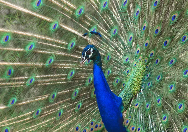 Belo pavão e suas penas — Fotografia de Stock