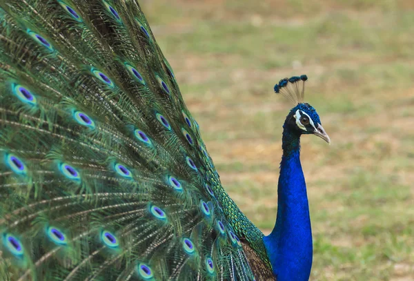 Mooie peacock en zijn veren — Stockfoto