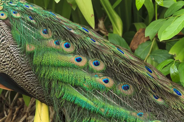 Schöner Pfau und seine Federn — Stockfoto