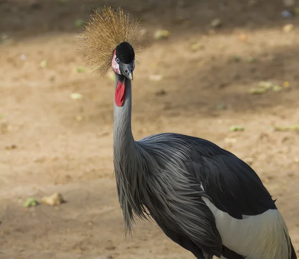 Gri taç vinçGrulla coronada gris — Stok fotoğraf