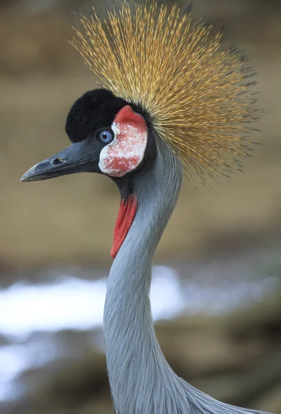 Grå krönt crane — Stockfoto