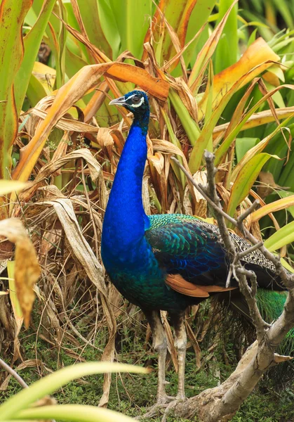 Beautiful peacock and his feathers — Stock Photo, Image