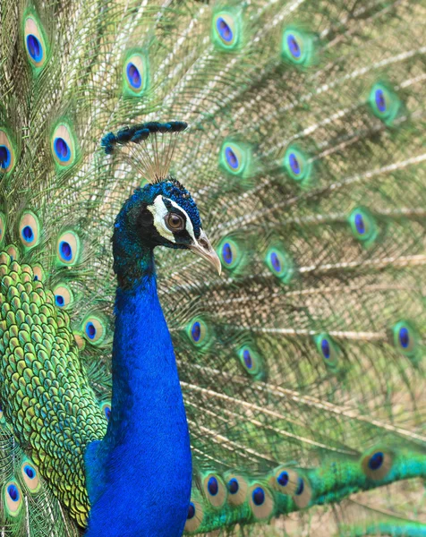 Belo pavão e suas penas — Fotografia de Stock