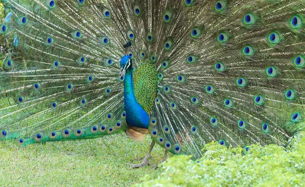 Belo pavão e suas penas — Fotografia de Stock