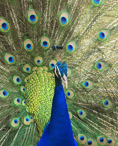 Vacker påfågel och hans fjädrar — Stockfoto
