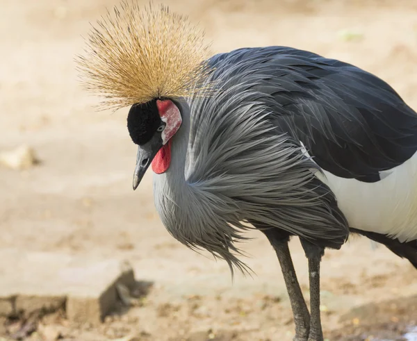 Grå krönt crane — Stockfoto