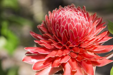 etlingera elatior Çiçek rengi kırmızı doğada kapatın