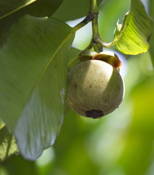 Mangostano verde — Foto Stock