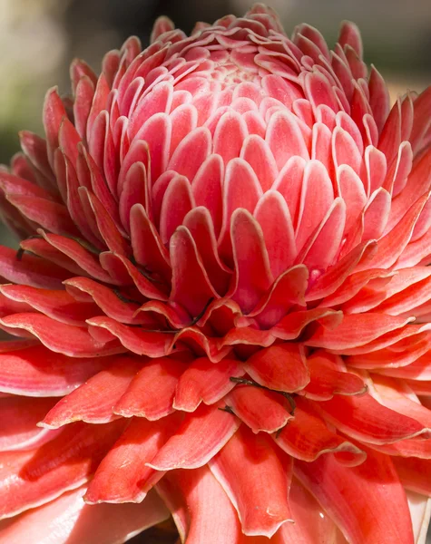 etlingera elatior Çiçek rengi kırmızı doğada kapatın