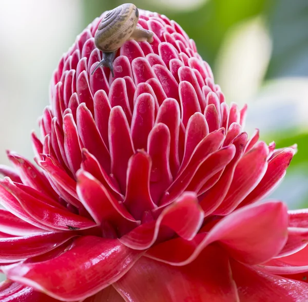 etlingera elatior Çiçek rengi kırmızı doğada kapatın