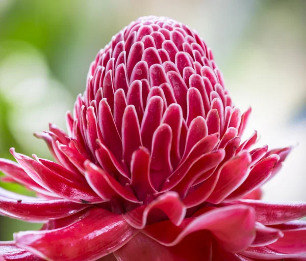 etlingera elatior Çiçek rengi kırmızı doğada kapatın