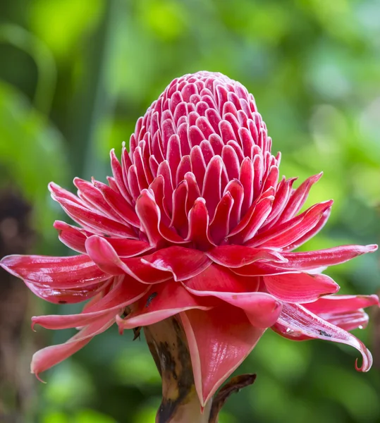 etlingera elatior Çiçek rengi kırmızı doğada kapatın