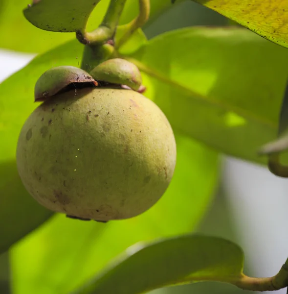 Yeşil mangosteen