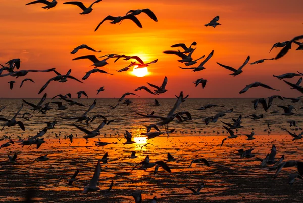 Silhouette of seagulls flying at sunset — Stock Photo, Image