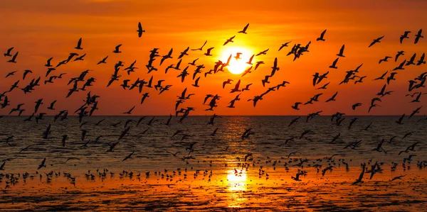 Silhouette de mouettes volant au coucher du soleil — Photo