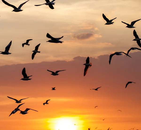 Silhueta de gaivotas voando ao pôr do sol — Fotografia de Stock