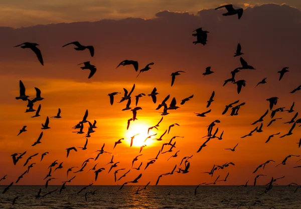 Sylwetka seagulls latania na zachodzie słońca — Zdjęcie stockowe