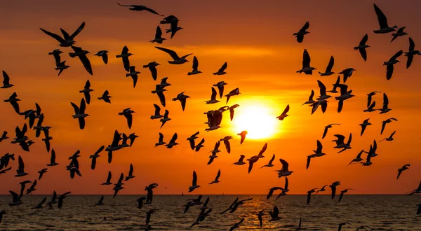 Silhouette of seagulls flying at sunset — Stock Photo, Image