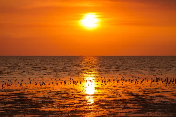 Silueta racky letící při západu slunce — Stock fotografie