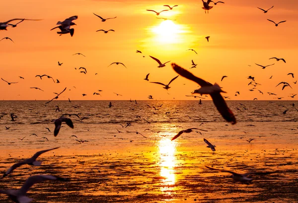Silhouette of seagulls flying at sunset — Stock Photo, Image