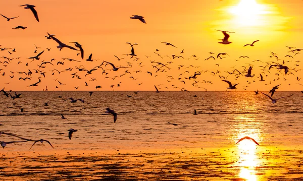 Silhouette of seagulls flying at sunset — Stock Photo, Image