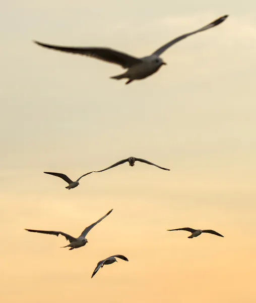 Silhuett av måsarna flyger vid solnedgången — Stockfoto