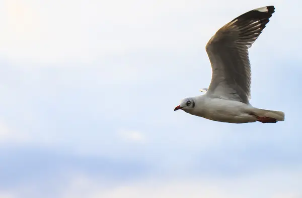 Flying Seagull — Stock Photo, Image