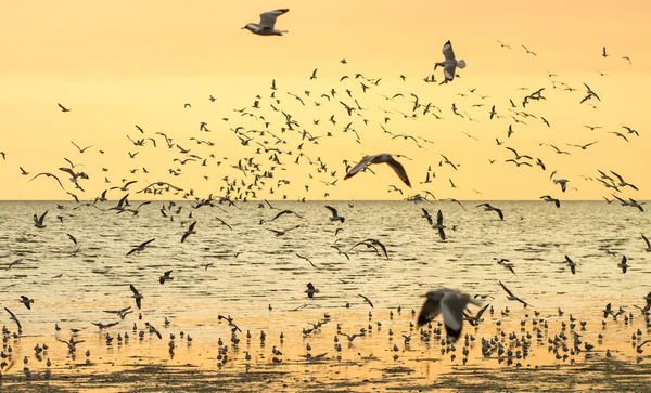 Silhueta de gaivotas voando ao pôr do sol — Fotografia de Stock