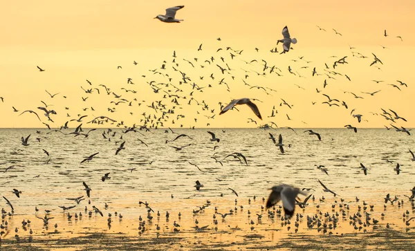 Sylwetka seagulls latania na zachodzie słońca — Zdjęcie stockowe