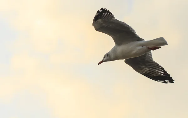 Gaivota voadora — Fotografia de Stock