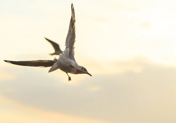 Silueta de gaviotas volando al atardecer — Foto de Stock