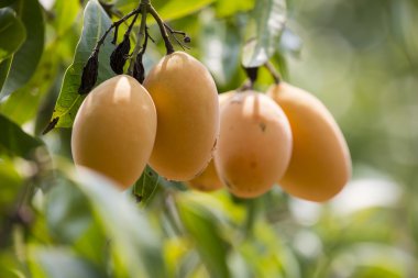 Erik Mango(Bouea macrophylla Griffith)