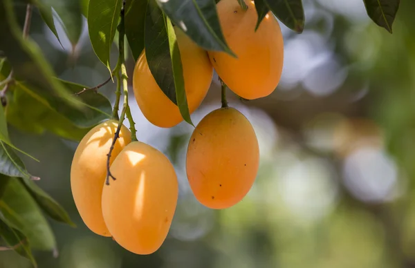 Erik Mango(Bouea macrophylla Griffith)