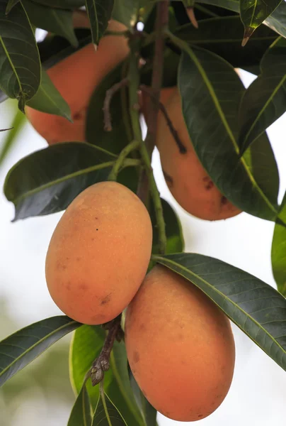 Prugna Mango (Bouea macrophylla Griffith ) — Foto Stock