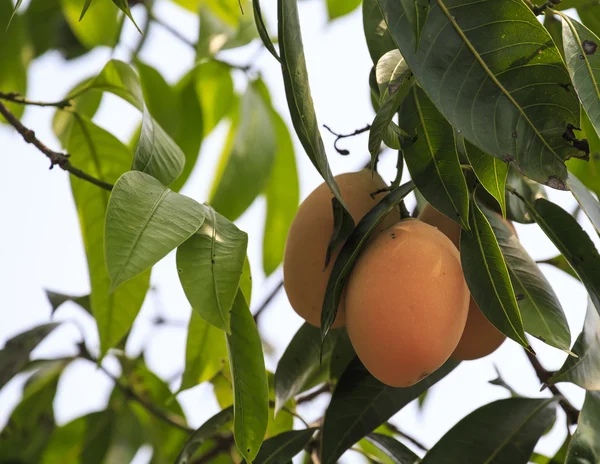 Plum Mango(Bouea macrophylla Griffith) — Stock Photo, Image