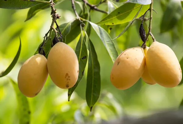 Erik Mango(Bouea macrophylla Griffith)