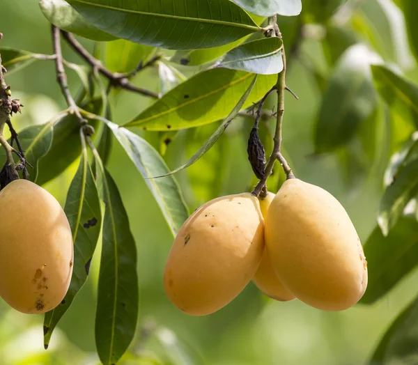 Plum Mango(Bouea macrophylla Griffith) — Stock Photo, Image