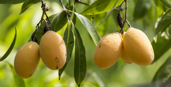 Erik Mango(Bouea macrophylla Griffith)