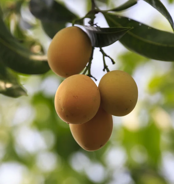 Plum Mango(Bouea macrophylla Griffith) — Stock Photo, Image