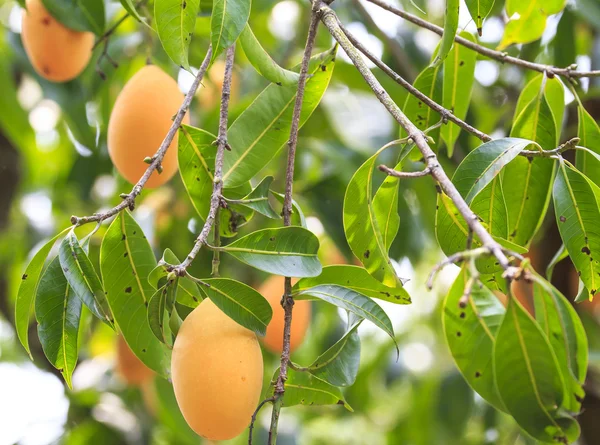 Plum Mango(Bouea macrophylla Griffith) — Stock Photo, Image