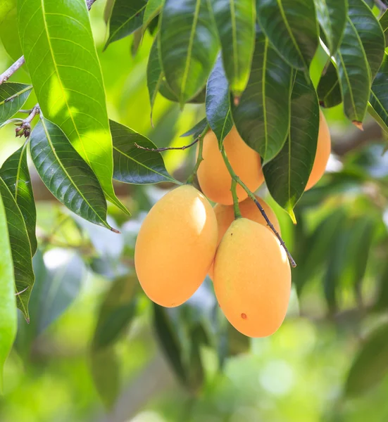 Erik Mango(Bouea macrophylla Griffith)