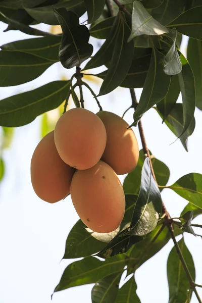 Plum Mango(Bouea macrophylla Griffith) — Stock Photo, Image