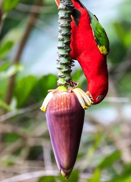 Hermoso pájaro loro rojo comer plátano flor —  Fotos de Stock