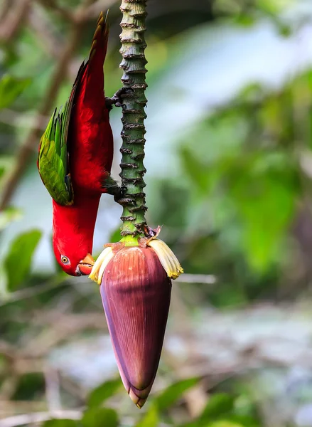 Beautiful red parrot bird eat Banana blossom — Stock Photo, Image