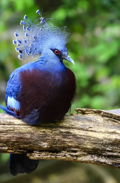 빅토리아 왕 비둘기 ( 구라 비토리아 )) 로열티 프리 스톡 사진
